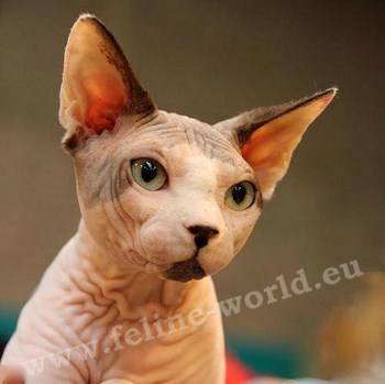 sphynx_16 (RACE)